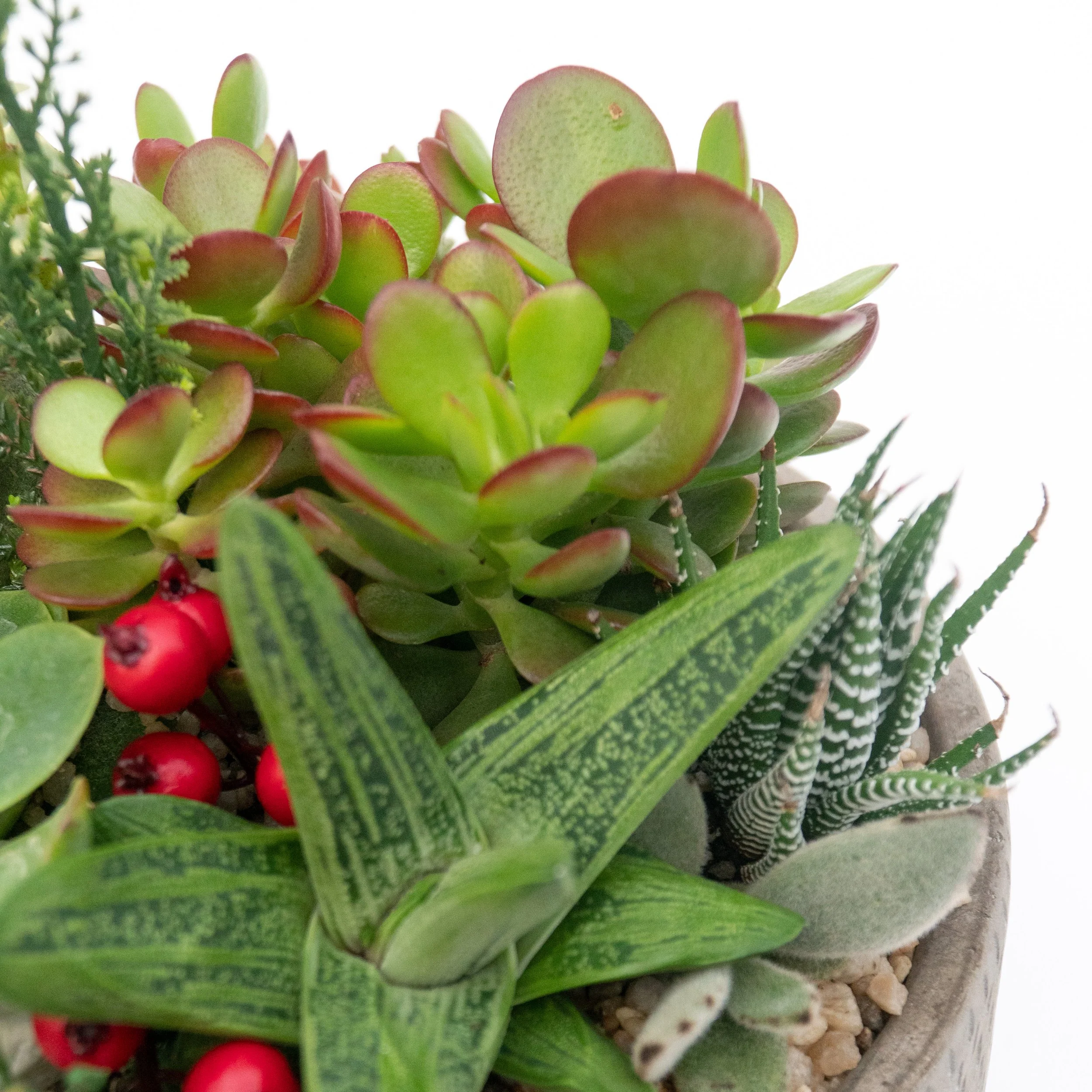 Succulents & Cacti — Cactus & Tropicals
